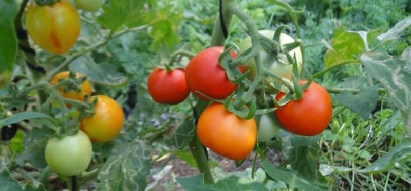 Tomato Revolution: A Diagnosis For Our Predicaments